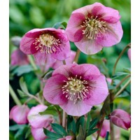 Helleborus orientalis ´Pink Lady´