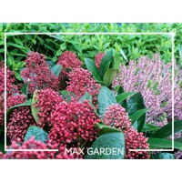 Skimia japonská' Rubella ' - Skimmia japonica ' Rubella' Co2L 20/25