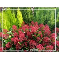 Skimia japonská' Rubella ' - Skimmia japonica ' Rubella' Co2L 20/25