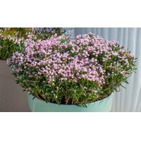 Andromeda polifolia - Andromédka sivolistá ´Blue Ice´ - 15/20cm