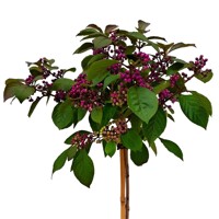 Krásnoplodka - Callicarpa bodinieri 'Profusion' - na 90cm kmeni