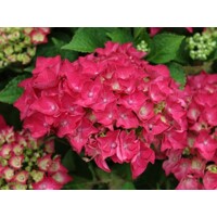 Hortenzia kalinolistá - Hydrangea macrophylla 'Hot Red'