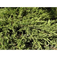 Borievka pobežná - Juniperus conferta 'Schlager'  - 20/30cm