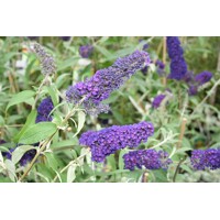 Buddleja davidii 'Empire Blue'