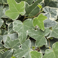 Bre?tan popínavý - Hedera helix ´Hibernica´ P13