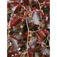 Fagus sylvatica ´Purple Fontain´ 150/175cm