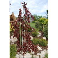 Fagus sylvatica ´Purple Fontain´ 150/175cm