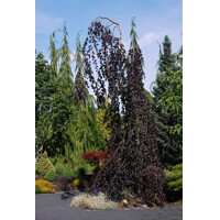 Fagus sylvatica ´Purple Fontain´ 150/175cm