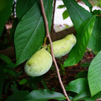 Asimina triloba (PAW-PAW) - 60+cm