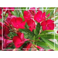 Oleander oby?ajný  - Nerium oleander Red -100/125cm