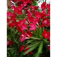 Oleander oby?ajný  - Nerium oleander Red -100/125cm
