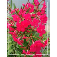 Oleander oby?ajný  - Nerium oleander Red -100/125cm