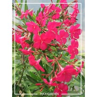 Oleander oby?ajný  - Nerium oleander Red -100/125cm