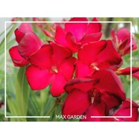 Oleander oby?ajný  - Nerium oleander Red -100/125cm