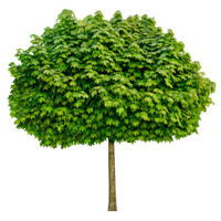 Javor mliečny - Acer platanoides ´Columnare´ Co25L 8/10