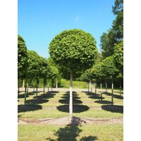 Javor mliečny - Acer platanoides ´Columnare´ Co25L 8/10
