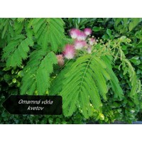 Albízia - Albizia julibrissin Co20L  - vysokokmeň 5/6