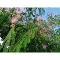 Albízia - Albizia julibrissin Co20L  - vysokokmeň 5/6