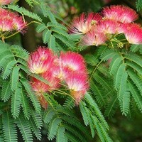 Albízia - Albizia julibrissin Co20L  - vysokokmeň 5/6