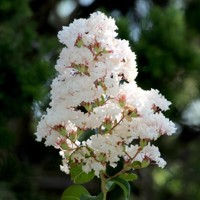 Myrta krepová tmavo ružová - Lagerstroemia indica ´ Bianco Grassi´  Co3L 60/100