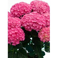 Hortenzia kalinolistá - Hydrangea macrophylla - ružová - 50+cm