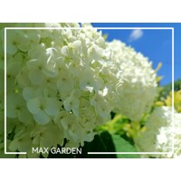 Hortenzia strom?ekovitá - Hydrangea arborescens 'Annabelle' - 70/80cm