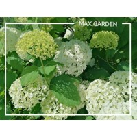 Hortenzia strom?ekovitá - Hydrangea arborescens 'Annabelle' - 70/80cm