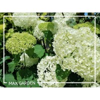 Hortenzia strom?ekovitá - Hydrangea arborescens 'Annabelle' - 70/80cm