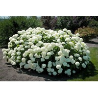 Hortenzia strom?ekovitá - Hydrangea arborescens 'Annabelle' - 70/80cm