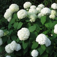 Hortenzia strom?ekovitá - Hydrangea arborescens 'Annabelle' - 70/80cm