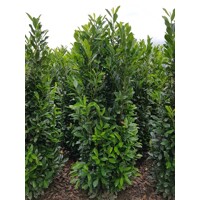 Vavrínovec lekársky - Prunus laurocerasus ´Elly´(ŠTÍHLY poddruh) - 80/100cm