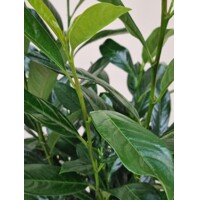Vavrínovec lekársky - Prunus laurocerasus ´Elly´(ŠTÍHLY poddruh) - 80/100cm