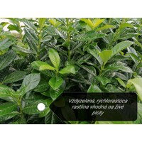 Vavrínovec lekársky - Prunus laurocerasus ´Elly´(ŠTÍHLY poddruh) - 80/100cm