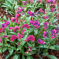 Pulmonaria ´Raspberry Splash´