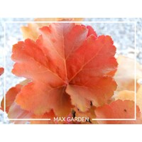 Heuchera ´Marmalade´
