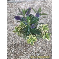 Hebe Andersonii ´Twins´ 15/20cm