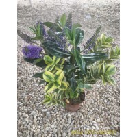 Hebe Andersonii ´Twins´ 15/20cm