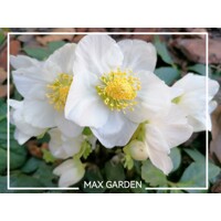 Helleborus Niger