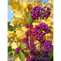 Krásnoplodka 'Profusion' – Predaj, fialové bobule, jesenná farba, nenáročný ker