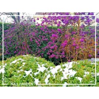 Krásnoplodka 'Profusion' – Predaj, fialové bobule, jesenná farba, nenáročný ker