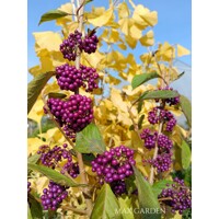 Krásnoplodka 'Profusion' – Predaj, fialové bobule, jesenná farba, nenáročný ker