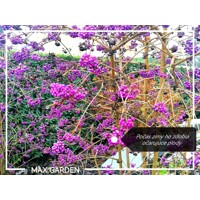 Krásnoplodka 'Profusion' – Predaj, fialové bobule, jesenná farba, nenáročný ker