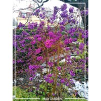 Krásnoplodka 'Profusion' – Predaj, fialové bobule, jesenná farba, nenáročný ker