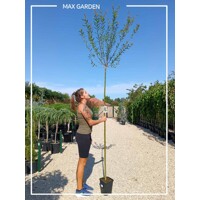 V?ba japonská - Salix integra Hakuro Nishiki - na 180cm kmienku