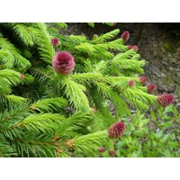 Smrek oby?ajný - Picea abies ´Push´ - 20/30cm