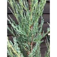 Borievka - Juniperus scopulorum ´Blue Arrow´ - 20/30cm