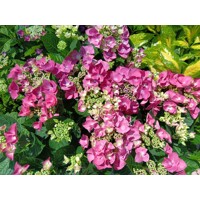 Hortenzia kalinolistá - Hydrangea macrophylla 'Frisbee ® Hot Pink' - 20/70cm