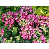 Hortenzia kalinolistá - Hydrangea macrophylla 'Frisbee ® Hot Pink' - 20/70cm