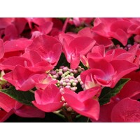 Hortenzia kalinolistá - Hydrangea macrophylla 'Frisbee ® Hot Pink' - 20/70cm