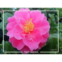 Kamélia Japonská ružová - Camellia japonica - ružová Co17